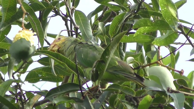 Yellow-faced Parrot - ML201163561