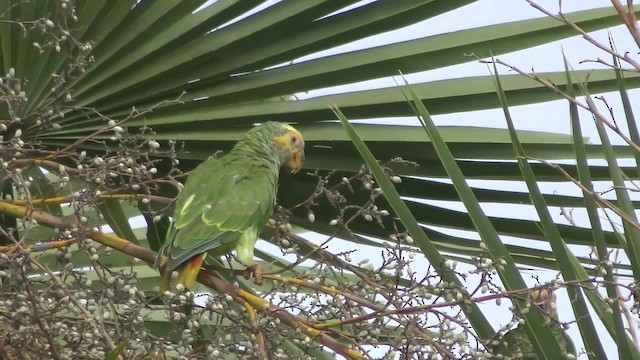 Yellow-faced Parrot - ML201163571
