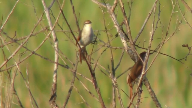 Yellow-chinned Spinetail - ML201163581