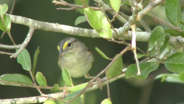 Grassland Sparrow - ML201163601
