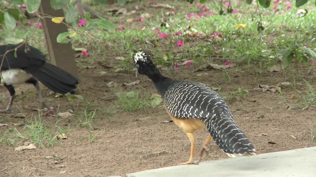 Bare-faced Curassow (Bare-faced) - ML201163631