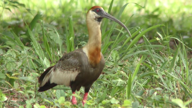 ibis bělokřídlý - ML201163701