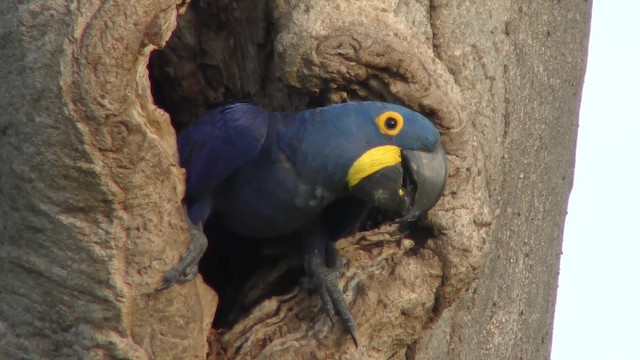 Hyacinth Macaw - ML201163891