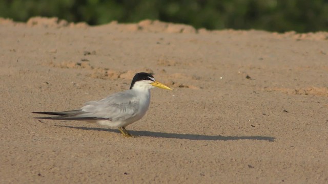 Yellow-billed Tern - ML201163911