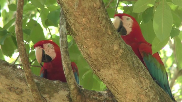 Red-and-green Macaw - ML201164041