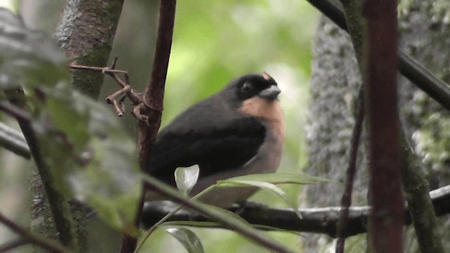 Black-goggled Tanager - ML201164431