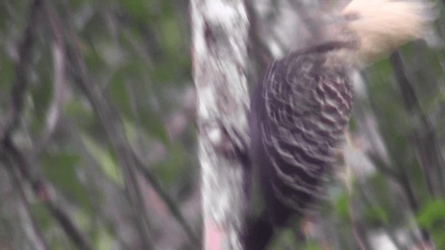 Blond-crested Woodpecker - ML201164441