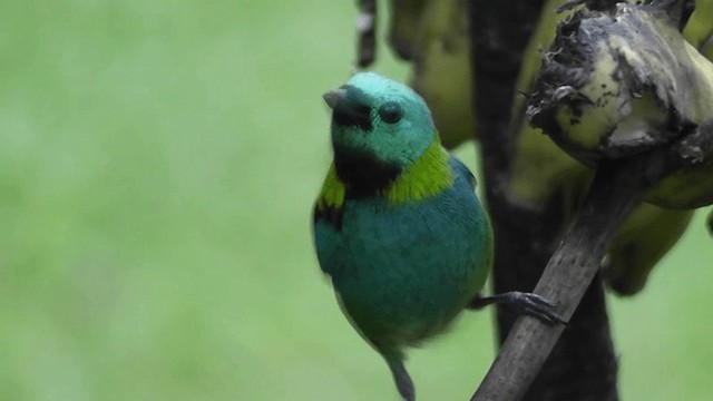Green-headed Tanager - ML201164711