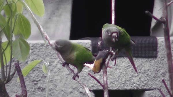Maroon-bellied Parakeet - ML201164771