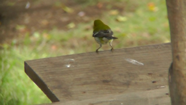 Black-throated Green Warbler - ML201164861