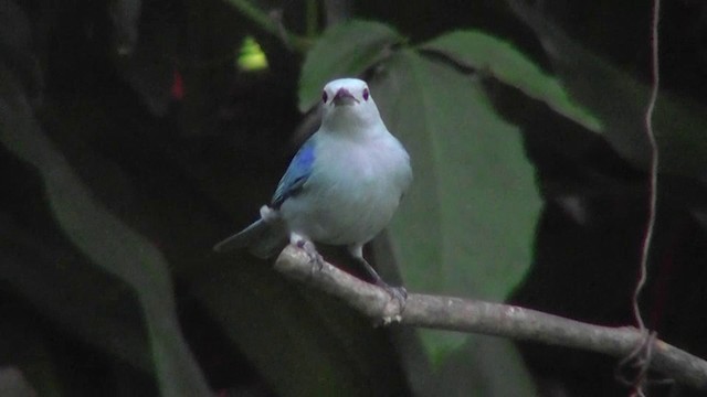 Blue-gray Tanager - ML201164901