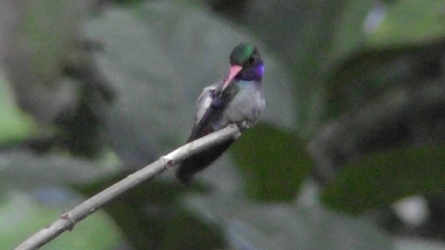 Blue-throated Goldentail - ML201164911