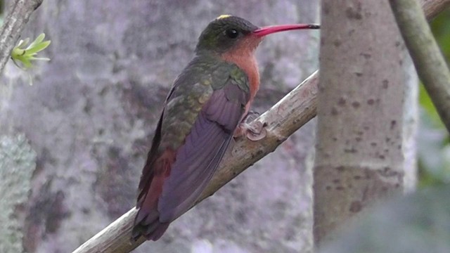 Cinnamon Hummingbird - ML201164971