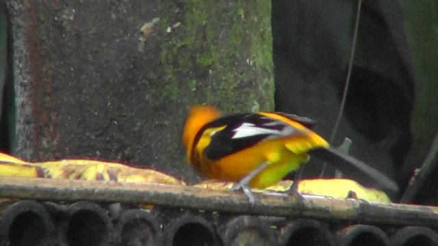 Spot-breasted Oriole - ML201165001