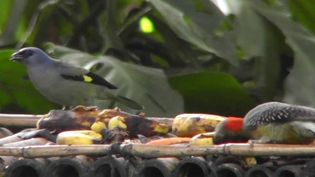 Yellow-winged Tanager - ML201165021