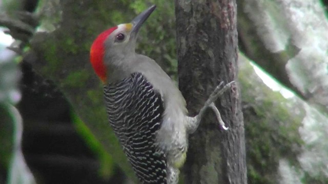 Golden-fronted Woodpecker - ML201165041