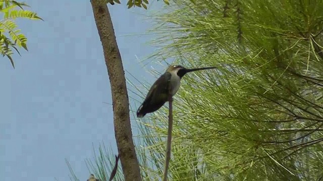Colibri corinne - ML201165191