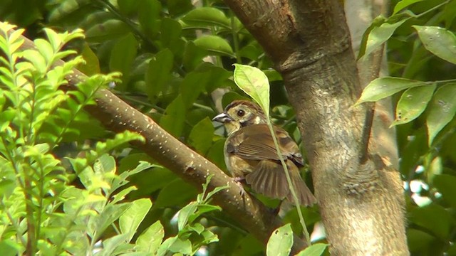 White-faced Ground-Sparrow - ML201165241