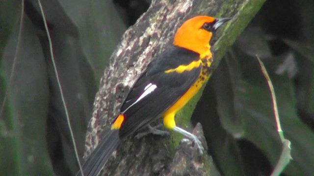 Spot-breasted Oriole - ML201165281