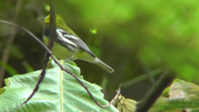 Black-throated Green Warbler - ML201165471