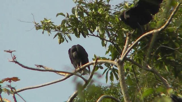 Black Vulture - ML201165481