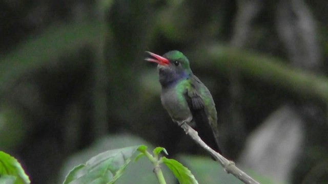 Blue-throated Goldentail - ML201165511