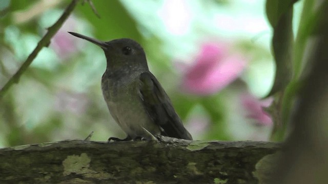 Blue-chested Hummingbird - ML201165551