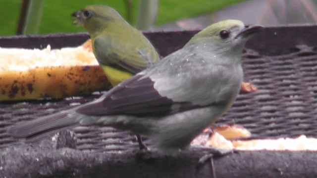 Palm Tanager - ML201165701