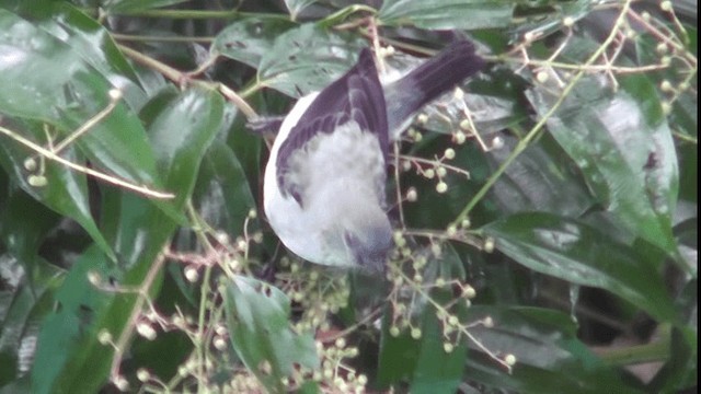 Plain-colored Tanager - ML201165731