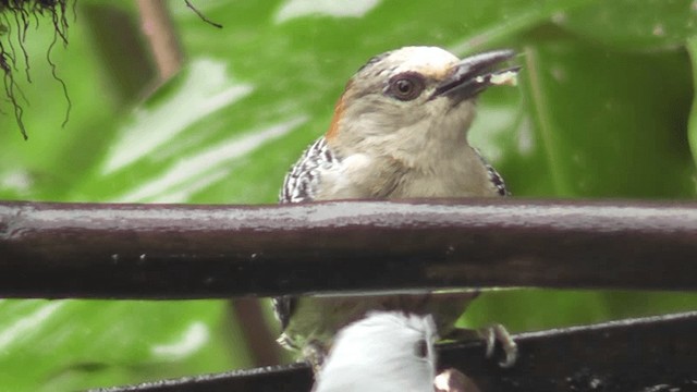 Red-crowned Woodpecker - ML201165771