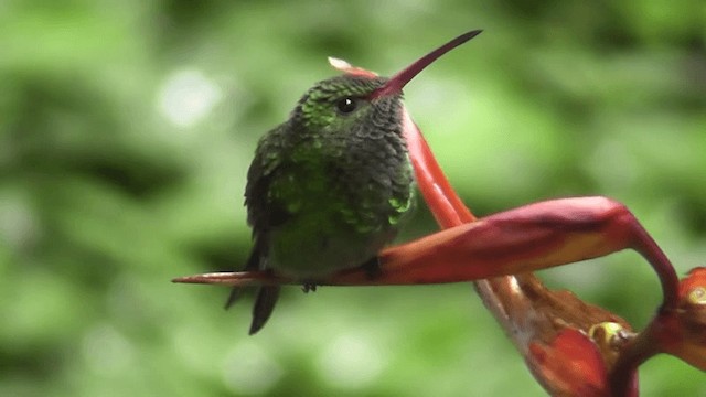 Rufous-tailed Hummingbird - ML201165851