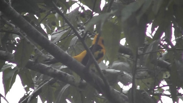 Yellow-tailed Oriole - ML201165981