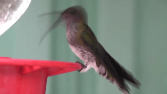 kolibřík bělokrký - ML201166061
