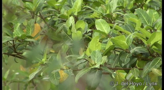 Island Leaf Warbler (New Guinea) - ML201166961