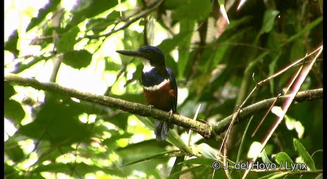 Blue-black Kingfisher - ML201167041