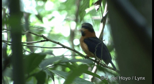 Rufous-collared Kingfisher - ML201167091