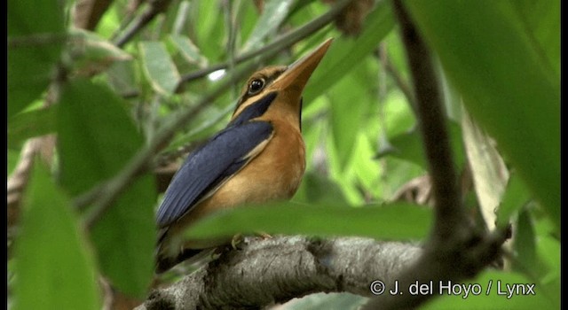 Rufous-collared Kingfisher - ML201167101