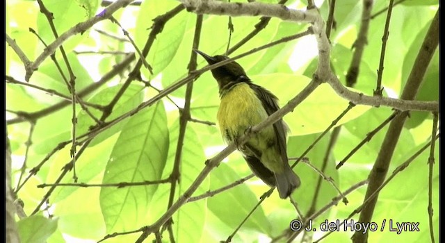 Brown-throated Sunbird - ML201167141
