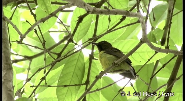 Brown-throated Sunbird - ML201167151