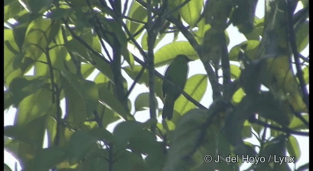 Lesser Green Leafbird - ML201167271
