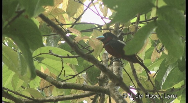 Black-and-red Broadbill (Black-and-red) - ML201167281