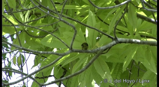 Orange-bellied Flowerpecker - ML201167361