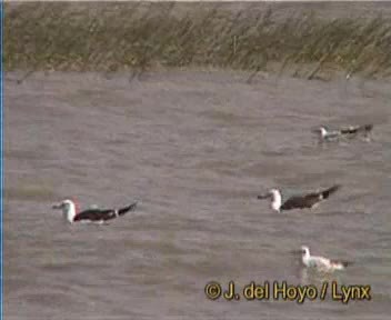Lesser Black-backed Gull (Heuglin's) - ML201167941