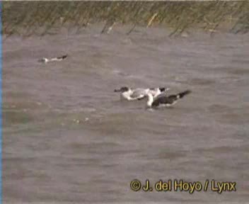 Lesser Black-backed Gull (Heuglin's) - ML201167951