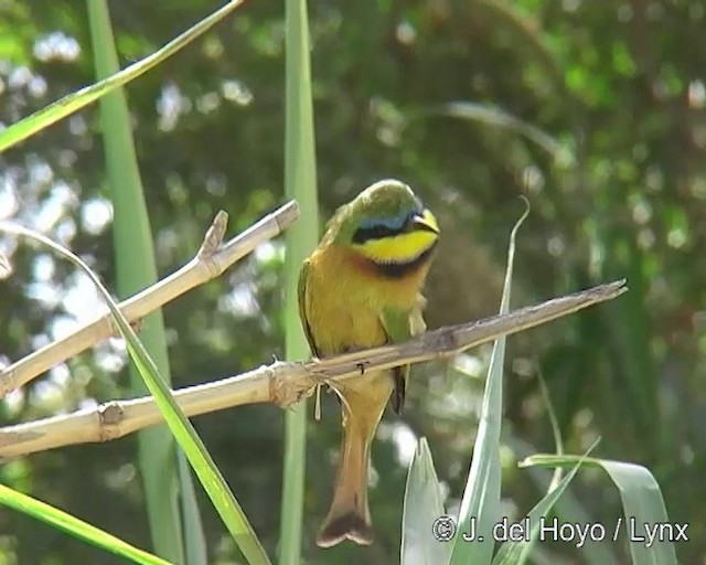 Little Bee-eater - ML201168101