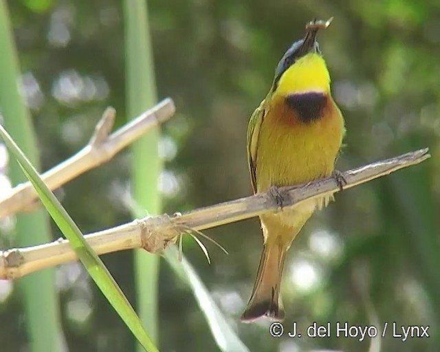 Little Bee-eater - ML201168111