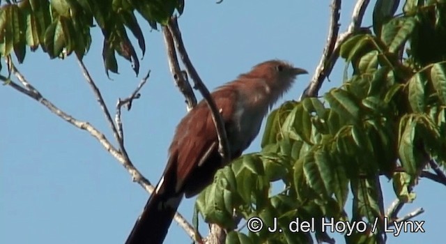 Squirrel Cuckoo (Middle America) - ML201168231