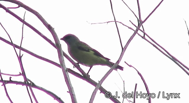 Yellow-winged Tanager - ML201168271