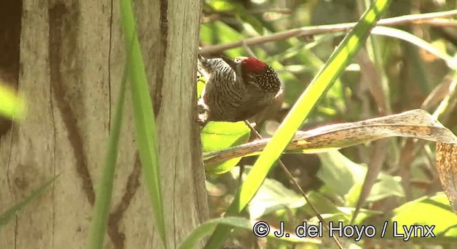 White-barred Piculet (White-barred) - ML201168351