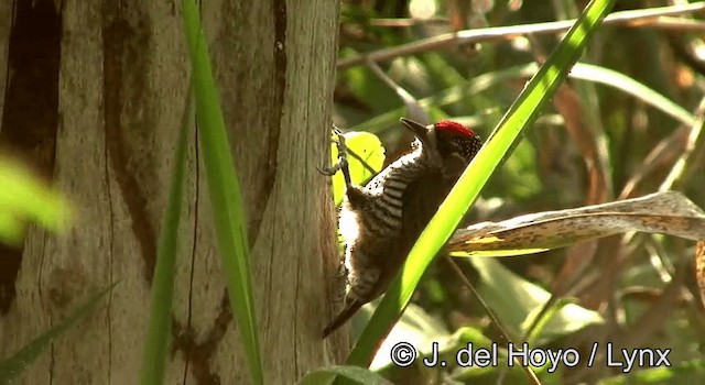 White-barred Piculet (White-barred) - ML201168371